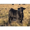 Image 4 : Jordan & Kelli Hoopfer - 660# November Delivery Steer Calves - 90 Head (Gadsby, AB)