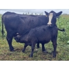 Image 7 : Malarky Farms - 35 Black/Black X Cow/Calf Pairs (Newdale, MB)