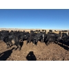 Image 4 : Vern Hambling - 800# February Delivery Heifers - 243 Head (High River, AB)