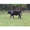 Image 10 : Brady Ranches - 740# October Delivery Steer Calves - 15 Head (Heffley Creek, BC)