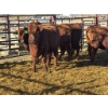 Image 2 : Fox Cattle Co. - 6 Bred Heifers (Pen 517)