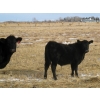 Image 4 : Coal Creek Ranching - 575# December Delivery Steer Calves - 90 Head (Brooks, AB) VBP+