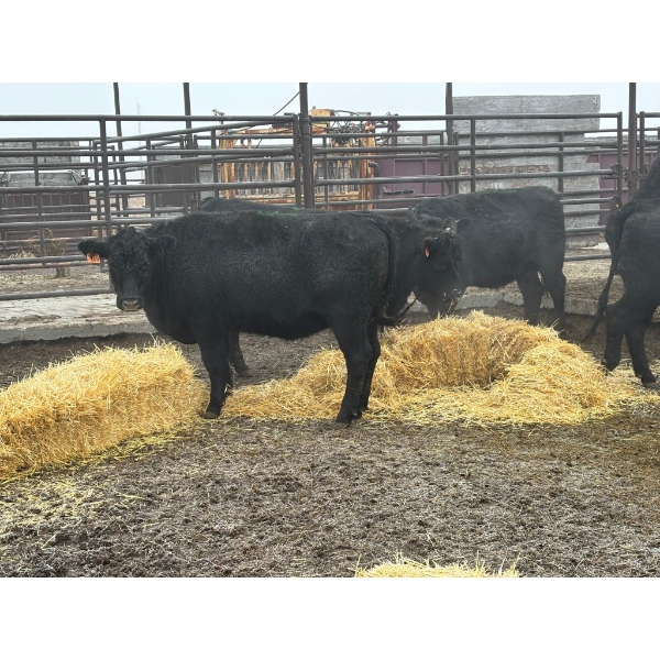 Lane Boisjoli - 9 Heifers (Pen 422)