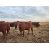Image 2 : Jaco de Villiers - 4 Red Heifers (Pen 428)