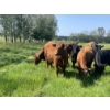 Image 12 : Lone Star Cattle Co. - 1040# September Delivery Grass Steers - 530 Head (Buck Lake, AB)