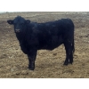 Image 3 : Double X Management - 830# January Delivery Yearling Heifers - 70 Head (Langruth, MB)
