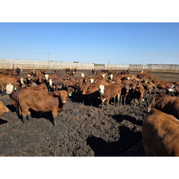 Ripple Rock Ranch - 830# August Delivery Steers - 150 Head (Fincastle, AB)