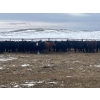 Image 2 : SaskAlta Farms - 740# March Delivery Heifers - 140 Head (Alsask, SK)