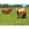 Image 5 : Chad Harden - 640# October Delivery Steer Calves - 95 Head (Pigeon Lake, AB)