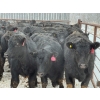 Image 1 : Fox Cattle Co. - 50 Black Angus/Simm X A.I. December Delivery Bred Heifers (Foam Lake, SK)