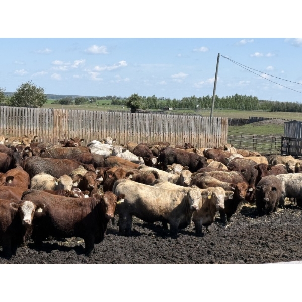 Lesher Lane Enterprises - 910# June/July Delivery Heifers - 204 Head (Lacombe, AB)