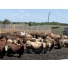 Image 1 : Lesher Lane Enterprises - 910# June/July Delivery Heifers - 204 Head (Lacombe, AB)