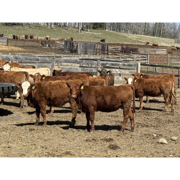 Alta Bar Ranch - 600# May Delivery Heifers - 50 Head (Rimbey, AB)