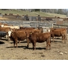 Image 1 : Alta Bar Ranch - 600# May Delivery Heifers - 50 Head (Rimbey, AB)