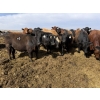 Image 2 : Hegedys Ranching - 1000# May Delivery Steers - 140 Head (Acme, AB)