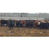Image 8 : South Island Farms - 900# March Delivery Steers - 135 Head (Bow Island, AB)