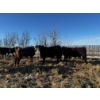 Image 6 : Chris Bartel - 1025# March Delivery Steers - 60 Head (Fort Vermilion, AB)