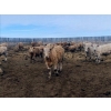 Image 10 : Clay Corey - 46 3rd & 4th April/May Calving Cows (Pike Lake, SK)