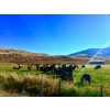 Image 2 : Harpur Ranch - 600# November Delivery Steer Calves - 75 Head (Rock Creek, BC)