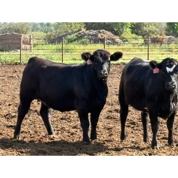 Brandt Boys Beef & Grain - 935# September Delivery Heifers - 65 Head (Tolstoi, MB)
