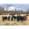 Image 3 : Jacobsen Family Ranch - 560# November Delivery Steer Calves - 105 Head (Williams Lake, BC)