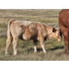 Image 8 : Ron Schmidt - 690# November Delivery Heifer Calves - 85 Head (Rainier, AB)