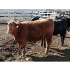 Image 5 : NorthBend Cattle Corp.  - 12 Red Replacement Heifers (Scandia, AB)
