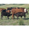 Image 23 : Garvin Kostal - 625# November Delivery Steer Calves - 95 Head (Spring Valley, SK)