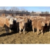 Image 6 : Stankievech Ranches - 770# January Delivery Steers - 80 Head (Trochu, AB)
