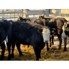 Image 2 : Running M Farms - 7 Heifers (Pen 520)