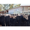 Image 4 : Keenan & Nicole Fletcher - 600# October Delivery Steer Calves - 100 Head (Williams Lake, BC)