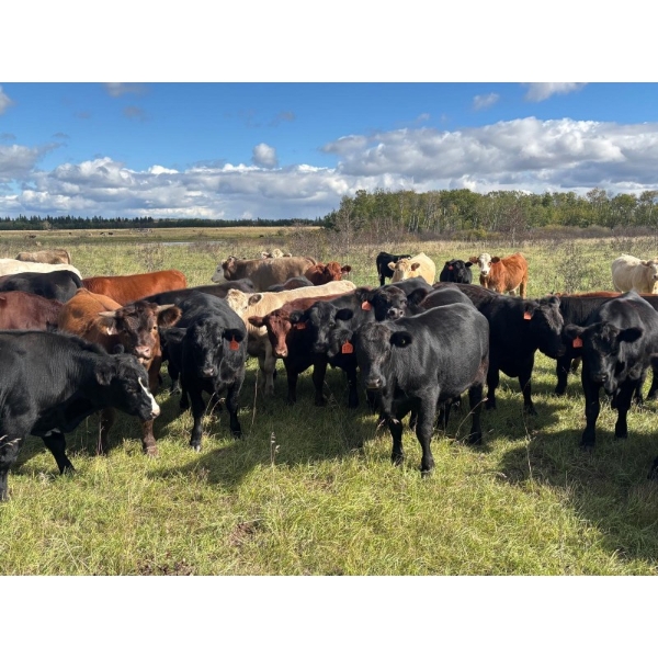 Hines Ranching Co. Ltd. - 1030# October Delivery Grass Steers - 120 Head (Paradise Hill, SK)