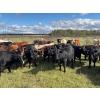 Image 1 : Hines Ranching Co. Ltd. - 1030# October Delivery Grass Steers - 120 Head (Paradise Hill, SK)