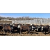 Image 5 : Bircham Ranch - 930# May Delivery Steers - 90 Head (Piapot, SK)