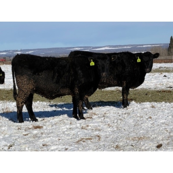 Cunningham Cattle Co. - 28 Straight Black Angus X Bred Heifers (Sundre, AB)