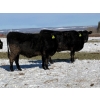 Image 1 : Cunningham Cattle Co. - 28 Straight Black Angus X Bred Heifers (Sundre, AB)