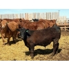 Image 7 : Van Hall Cattle Company Ltd. - 990# April Delivery Steers - 114 Head (Scandia, AB)
