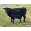 Image 8 : Lemmer Farms - 15 Angus X Mature Pairs (Lyalta, AB)