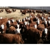 Image 2 : McIntyre Ranch - 750# May Delivery Heifers - 125 Head (Raymond, AB)
