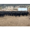 Image 5 : Beaver Ranch - 640# October Delivery Steer Calves - 95 Head (Quilchena, BC)