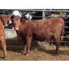 Image 8 : A&A Farms - 30 Dark Red Replacement Heifers (Coaldale, AB)