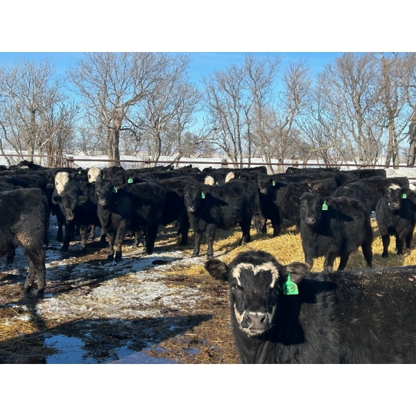 Jay Be Acres Ltd. - 795# March/April Delivery Steers - 76 Head (Deloraine, MB)