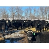 Image 1 : Jay Be Acres Ltd. - 795# March/April Delivery Steers - 76 Head (Deloraine, MB)
