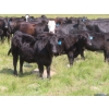 Image 6 : Blooming Enterprises Ltd. - 625# October Delivery Steer Calves - 85 Head (Gladmar, SK)