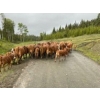 Image 3 : Twin Diamond Ranch - 600# October Delivery Heifer Calves - 40 Head (Kamloops, BC)
