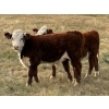 Image 4 : Jones Hereford Ranch - 675# October Delivery Steer Calves - 85 Head (Balzac, AB)
