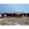 Image 11 : Chris Bartel - 1025# February Delivery Steers - 60 Head (Fort Vermilion, AB)