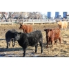 Image 2 : Martee Farm & Ranch - 725# February Delivery Steers - 62 Head (Midale, SK) VBP+