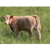 Image 6 : Gerald Lawrence - 700# October Delivery Steer Calves - 85 Head (Pine Lake, AB)