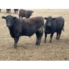 Image 4 : Lone Star Cattle Co. - 1030# May Delivery Steers - 305 Head (Strathmore, AB)